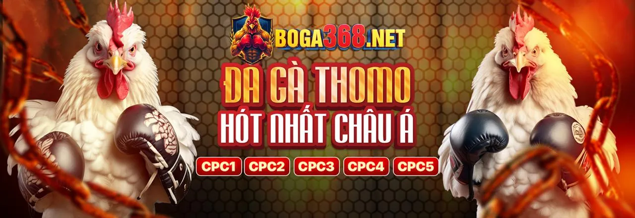 Trận đá gà trực tuyến sôi động tại HK79 hiện đang mở